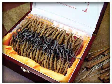 新平冬虫夏草回收